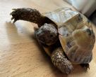 Horsfield : Male approx 11/12 years old (Gamera)